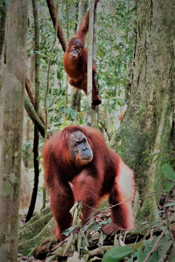 Bukit Lawang Hotel Exterior photo